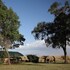 maasai mara