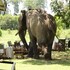 maasai mara