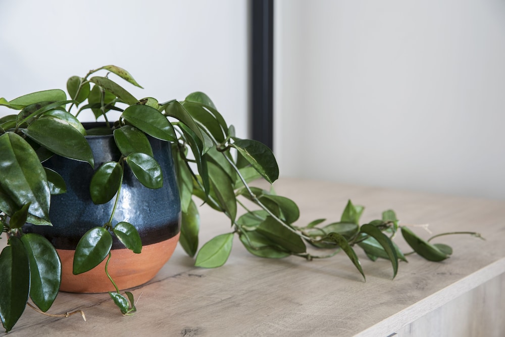 home suite hotels station house