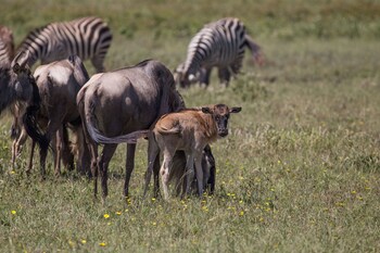 ngorongoro