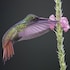 arte de plumas birding lodge
