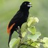 arte de plumas birding lodge