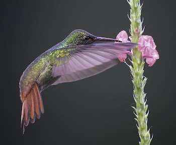 arte de plumas birding lodge