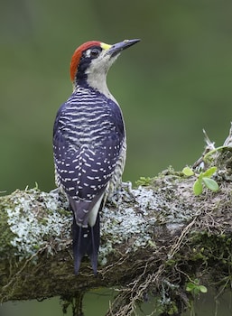 arte de plumas birding lodge