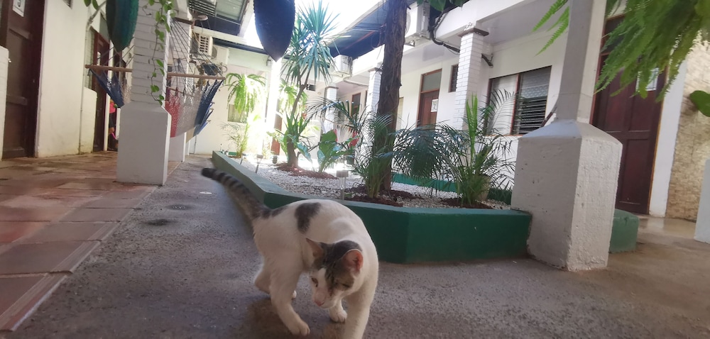 hotel aldea pura vida