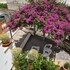 la bouganville studio 400 m from the sea