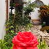 el jardin de la abuela