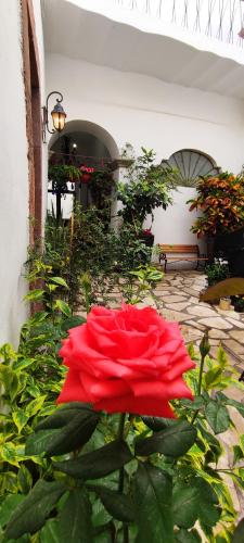 el jardin de la abuela