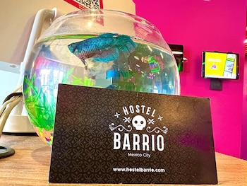 barrio downtown mexico city hostel