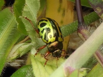 cabinas las manzanas bed y breakfast