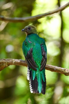 cabinas las manzanas bed y breakfast