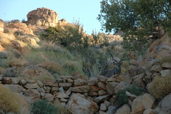 klein aus vista desert horse inn
