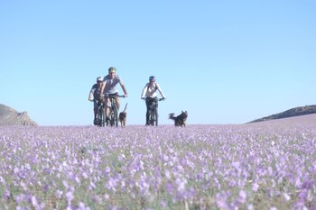 klein aus vista desert horse inn