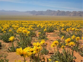 klein aus vista desert horse inn