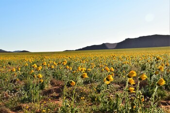 klein aus vista desert horse inn