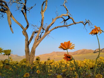 klein aus vista desert horse inn