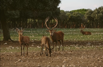 quintanilla de onesimo