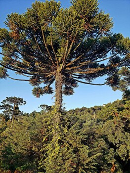 suite privativa em jardim1km do capivari