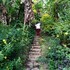 roseau