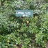 roseau