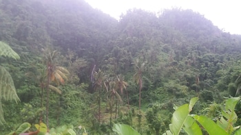 roseau