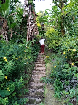 roseau