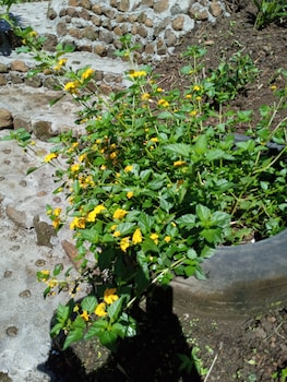 berkeys jungle paradise