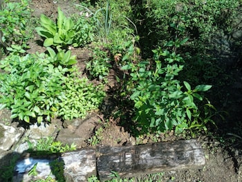 berkeys jungle paradise