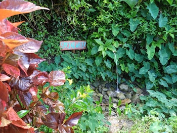 berkeys jungle paradise