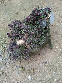 berkeys jungle paradise