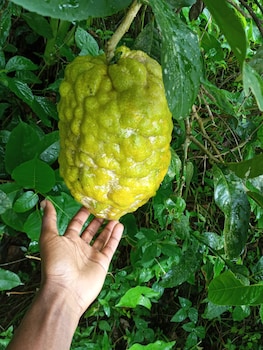 berkeys jungle paradise