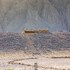 al ain