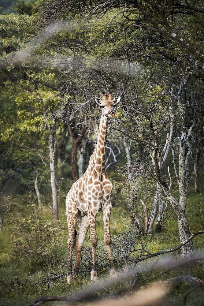 thabazimbi