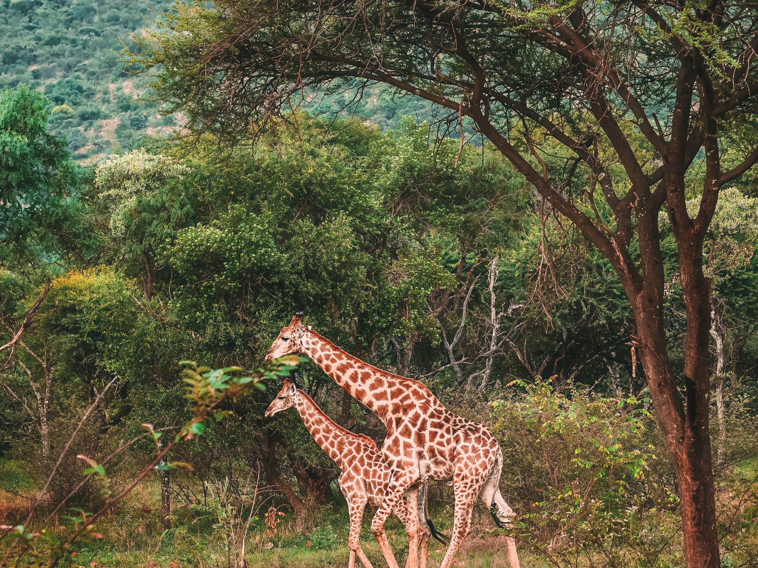 letamo at qwabi private game reserve
