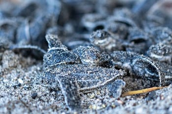 mt plaisir estate hotel