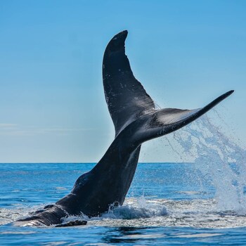 ballena