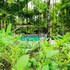 la fortuna