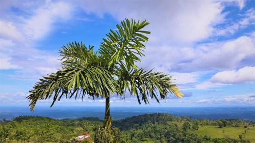 rio celeste nature view