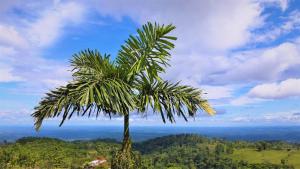 rio celeste nature view