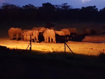 the tree lodge at sikumi