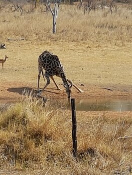 the tree lodge at sikumi