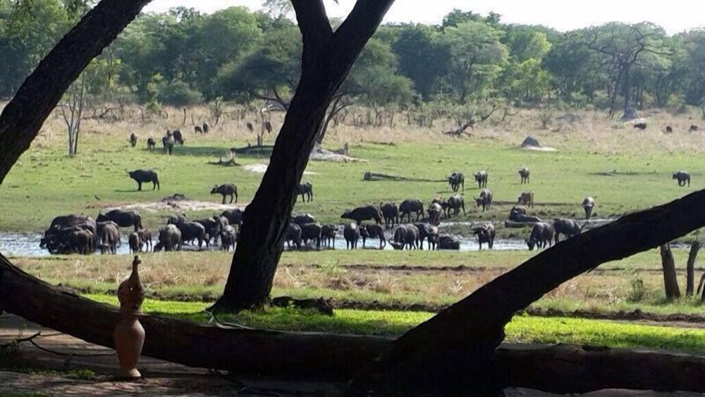 the tree lodge at sikumi