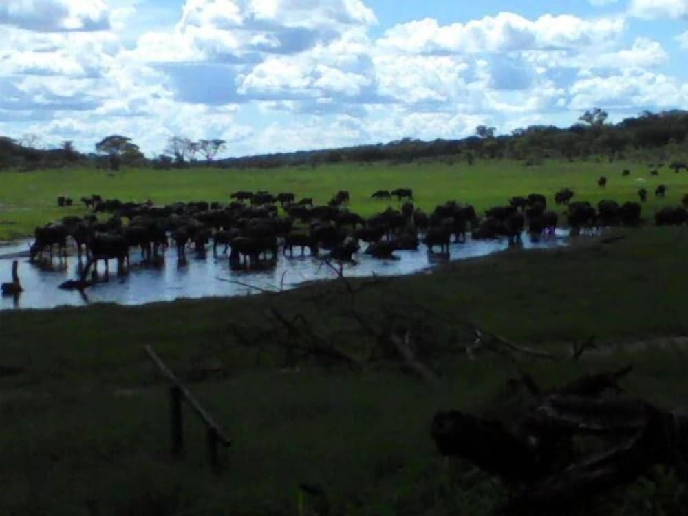the tree lodge at sikumi
