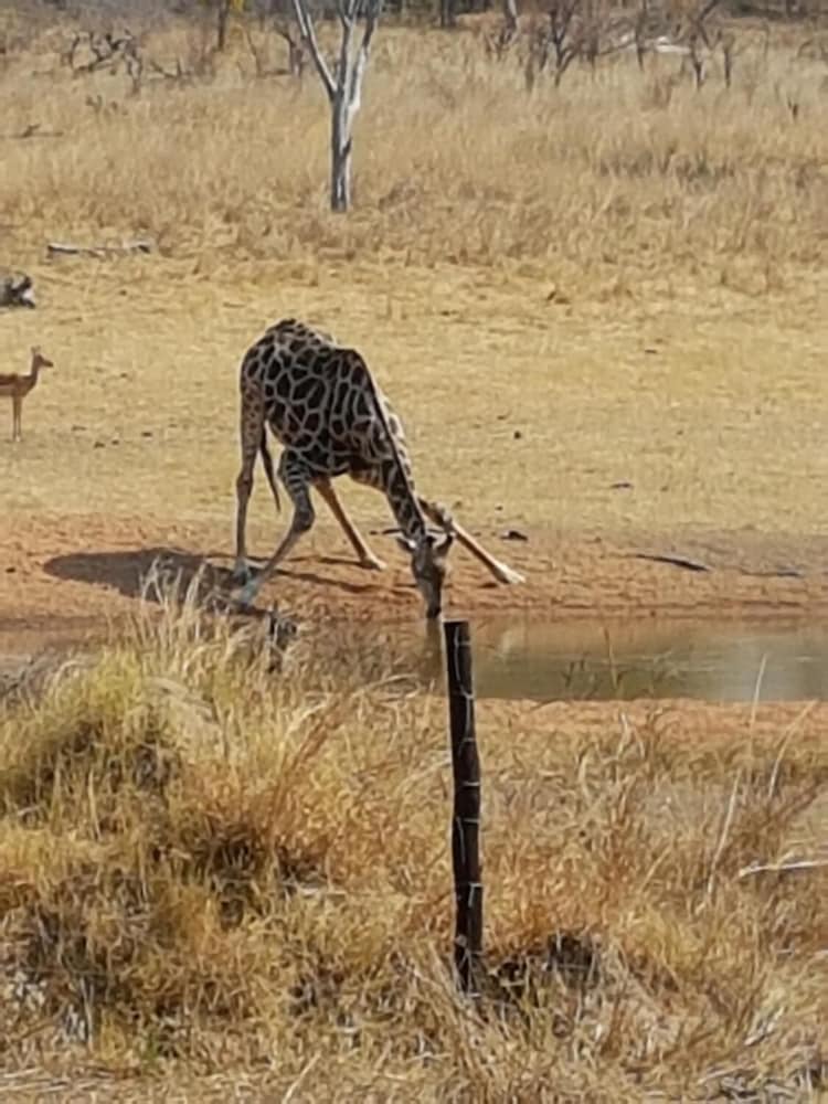 the tree lodge at sikumi