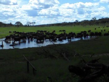 the tree lodge at sikumi