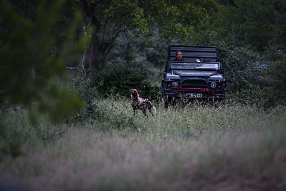 khaya ndlovu safari manor