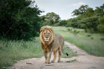 khaya ndlovu safari manor
