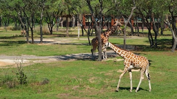 disneys animal kingdom villas jambo house