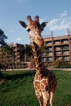 disneys animal kingdom villas jambo house
