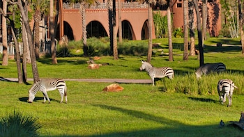 disneys animal kingdom villas jambo house
